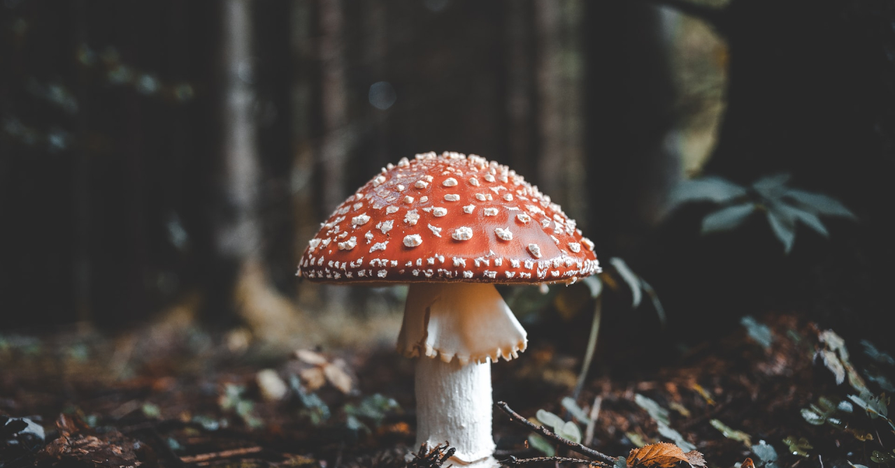 Cum ne pot ajuta ciupercile să extindem pădurile și să captăm emisii de carbon