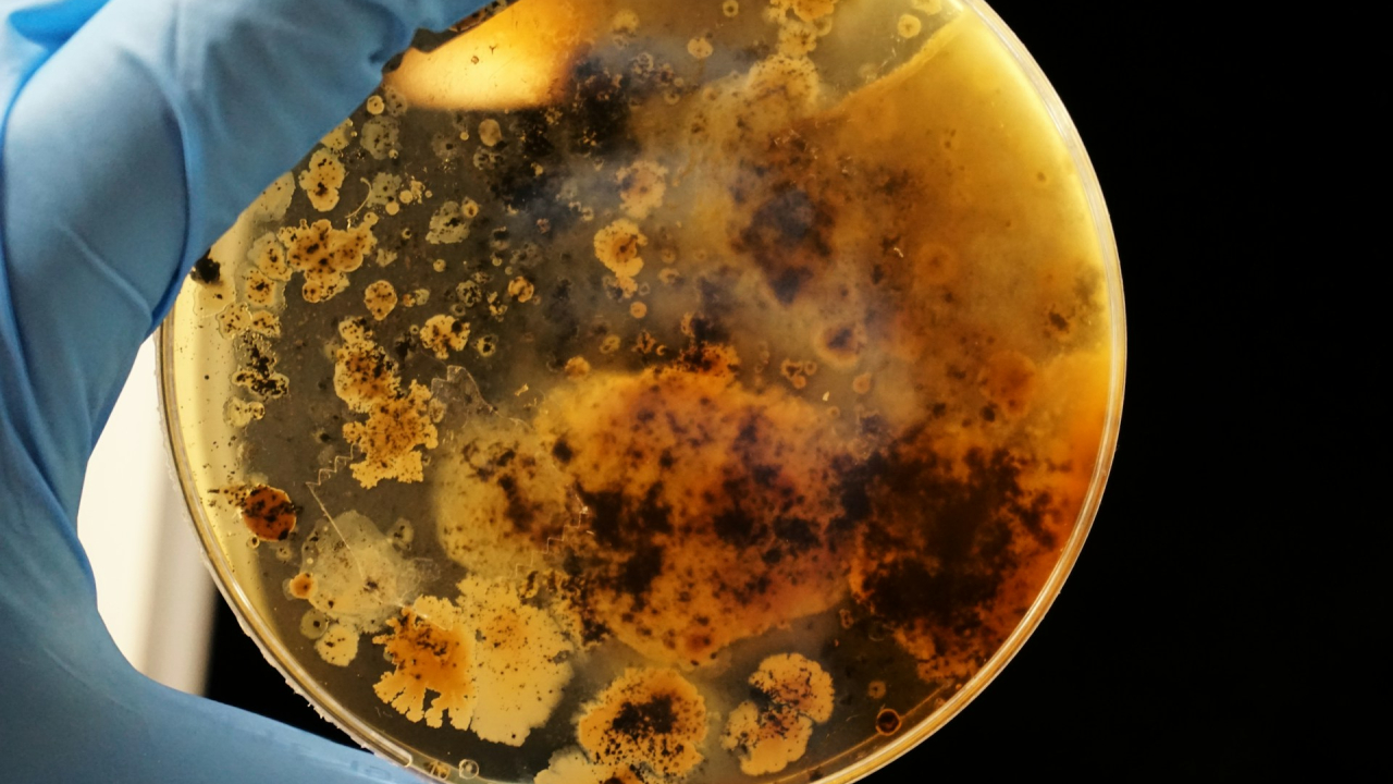Bacteriile marine antrenate pentru a consuma rapid plasticul din oceane