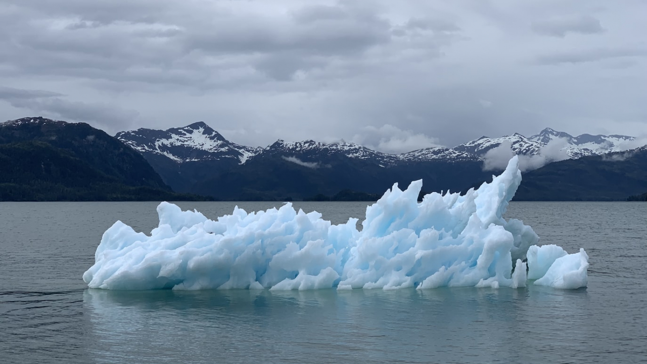 Raport schimbări climatice: anumite specii, în pericol de extincție