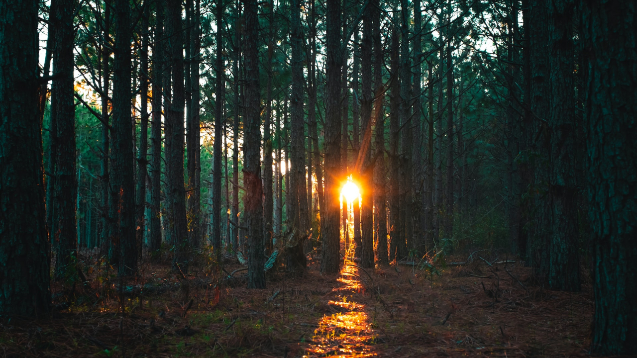 Europe's forest-rich countries could spark an example for those who lag behind