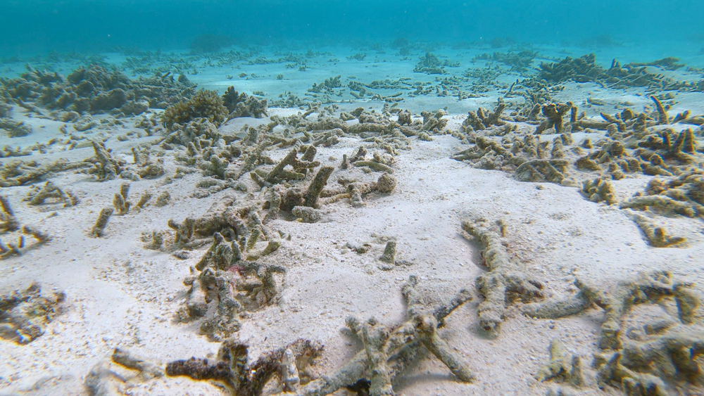 Global warming caused the fourth largest coral bleaching event worldwide