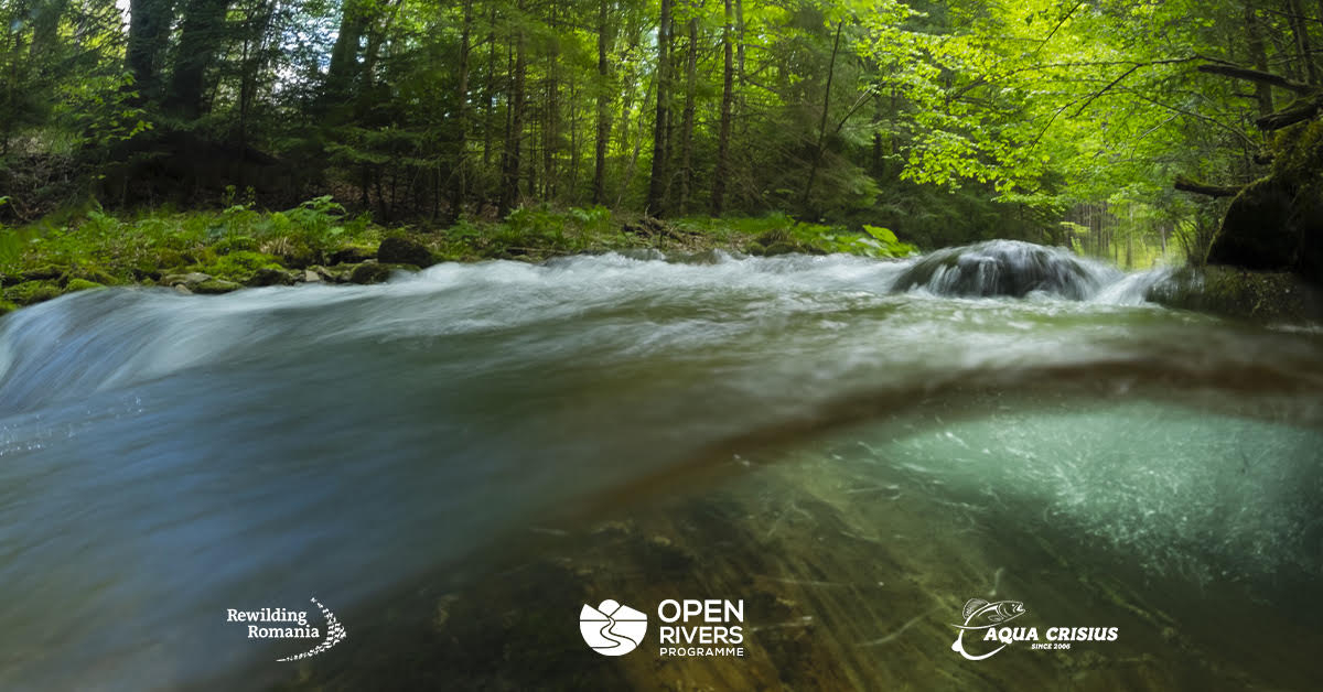 Rewilding România obține o nouă finanțare pentru restaurarea râurilor din Carpații Meridionali