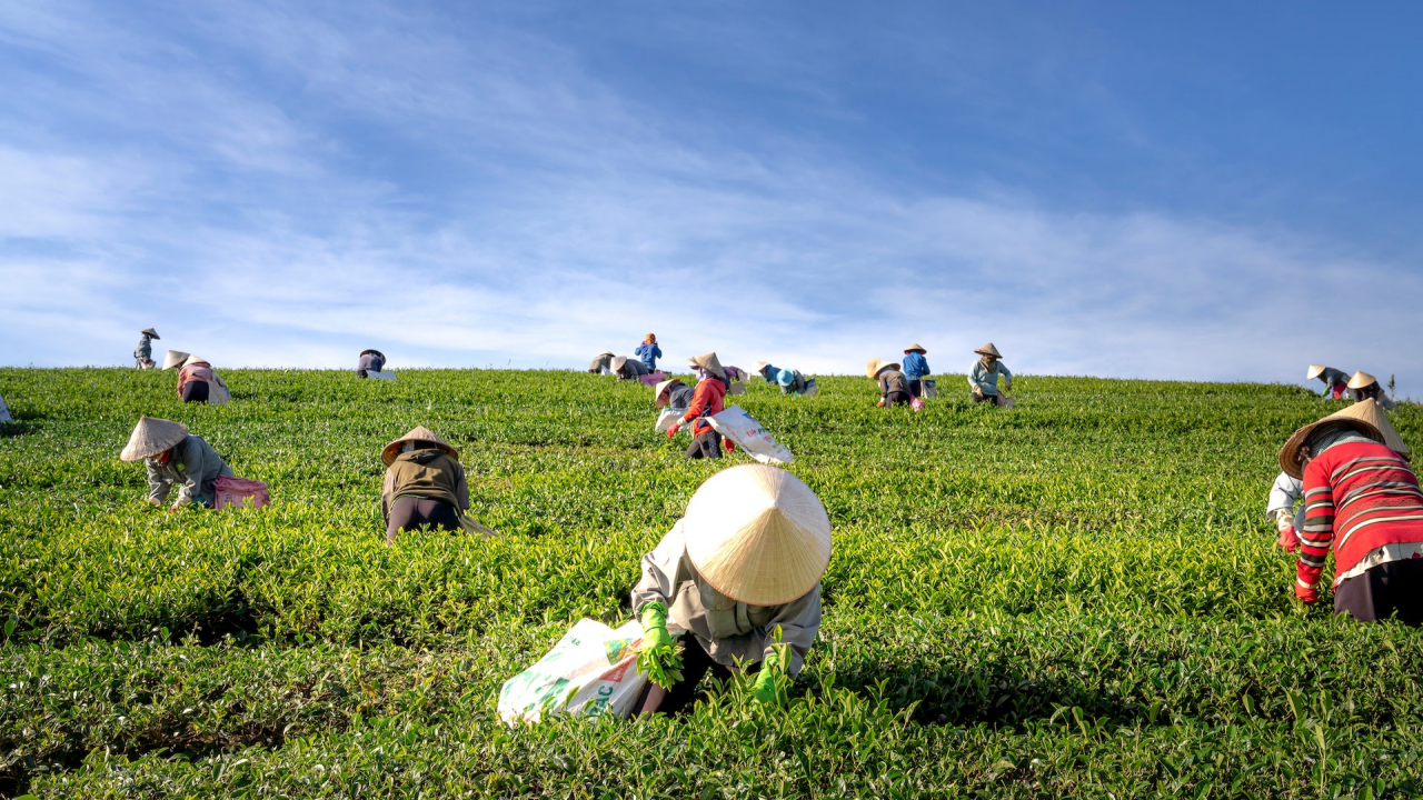 Over harvesting wild plants, an imminent danger for the ecosystems