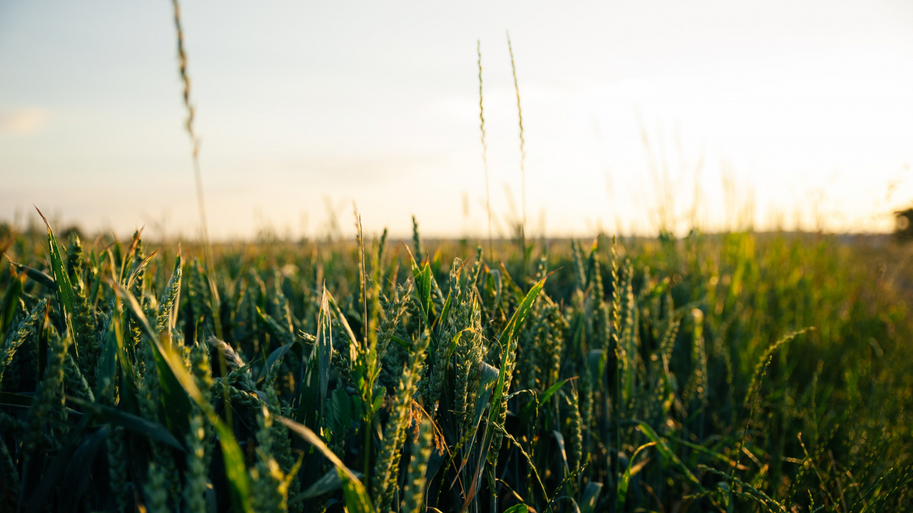 New FieldSense investment promises more accurate local weather data for farmers
