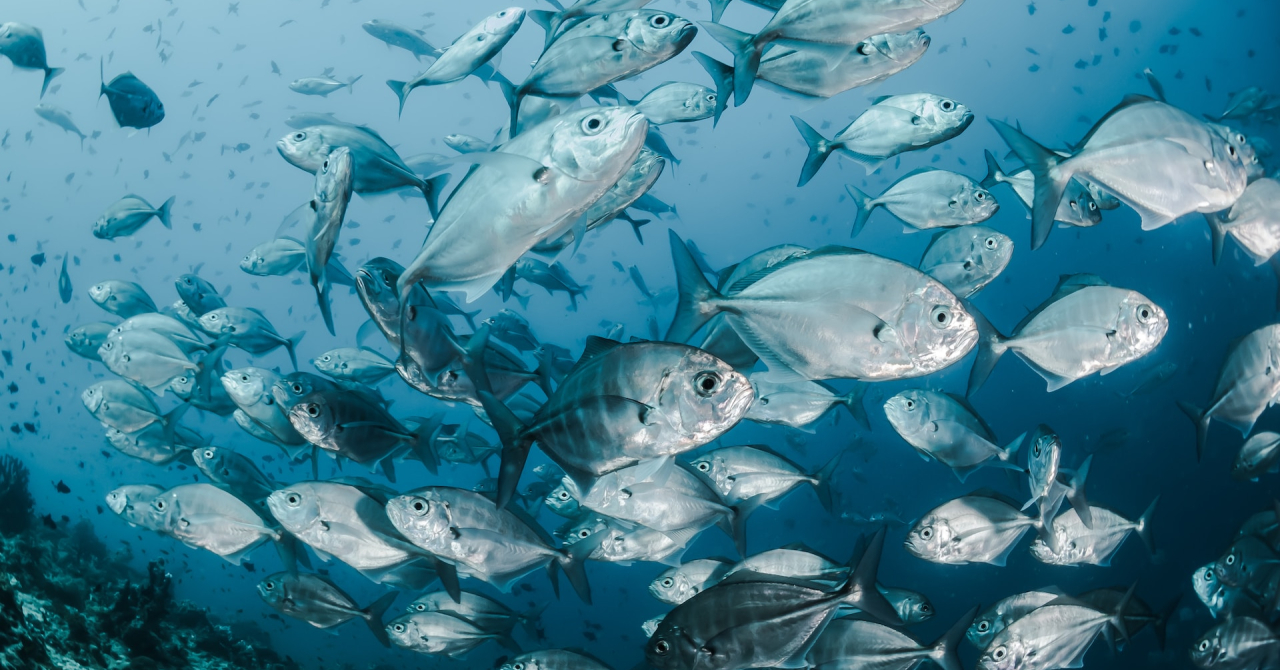 Poluarea și exploatarea excesivă pune în pericol rezerva lumii de hrană marină