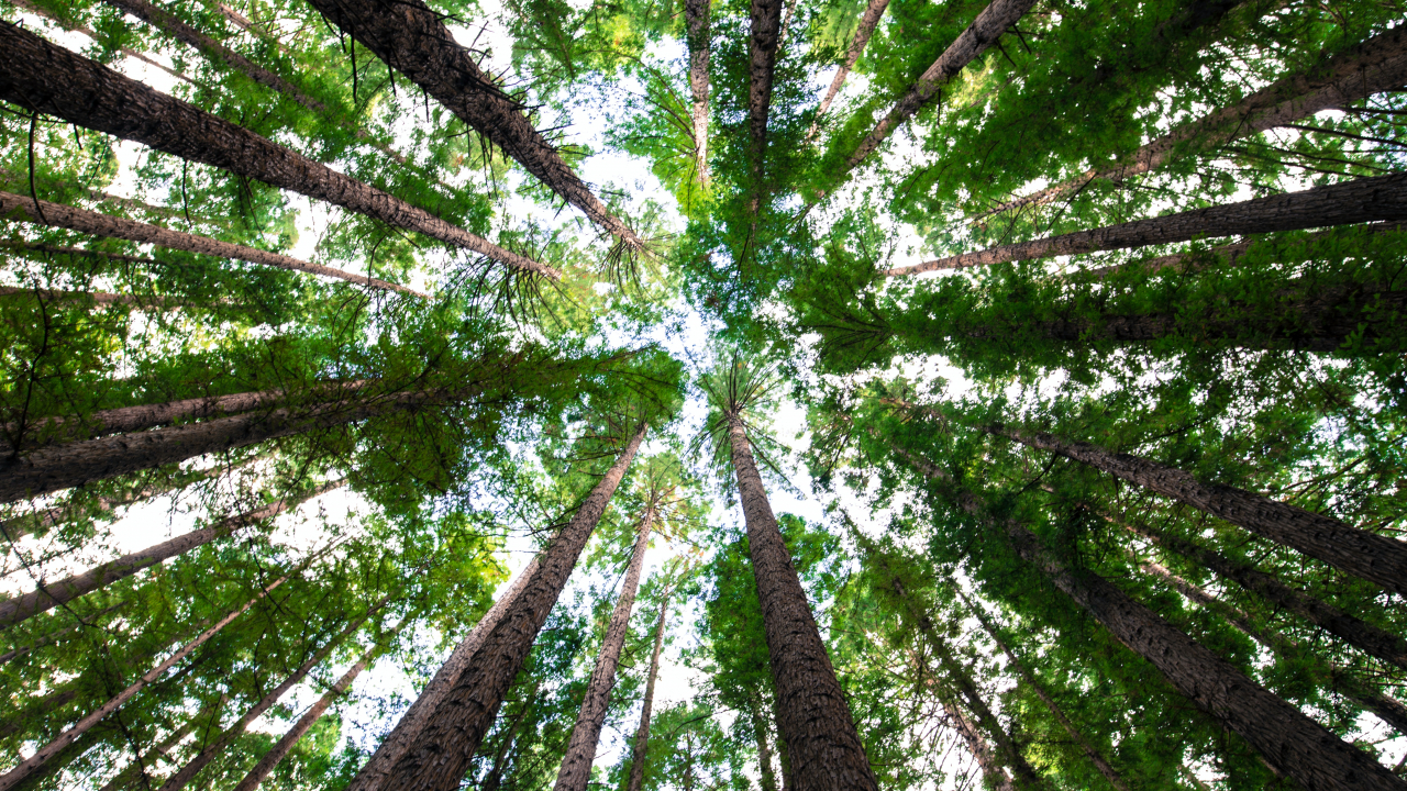XPRIZE and the Musk Foundation, 15 mil. USD for carbon removal ideas