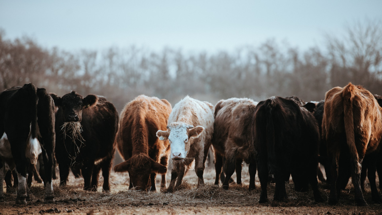 A new startup backed by Bill Gates aims to reduce cow-related emissions