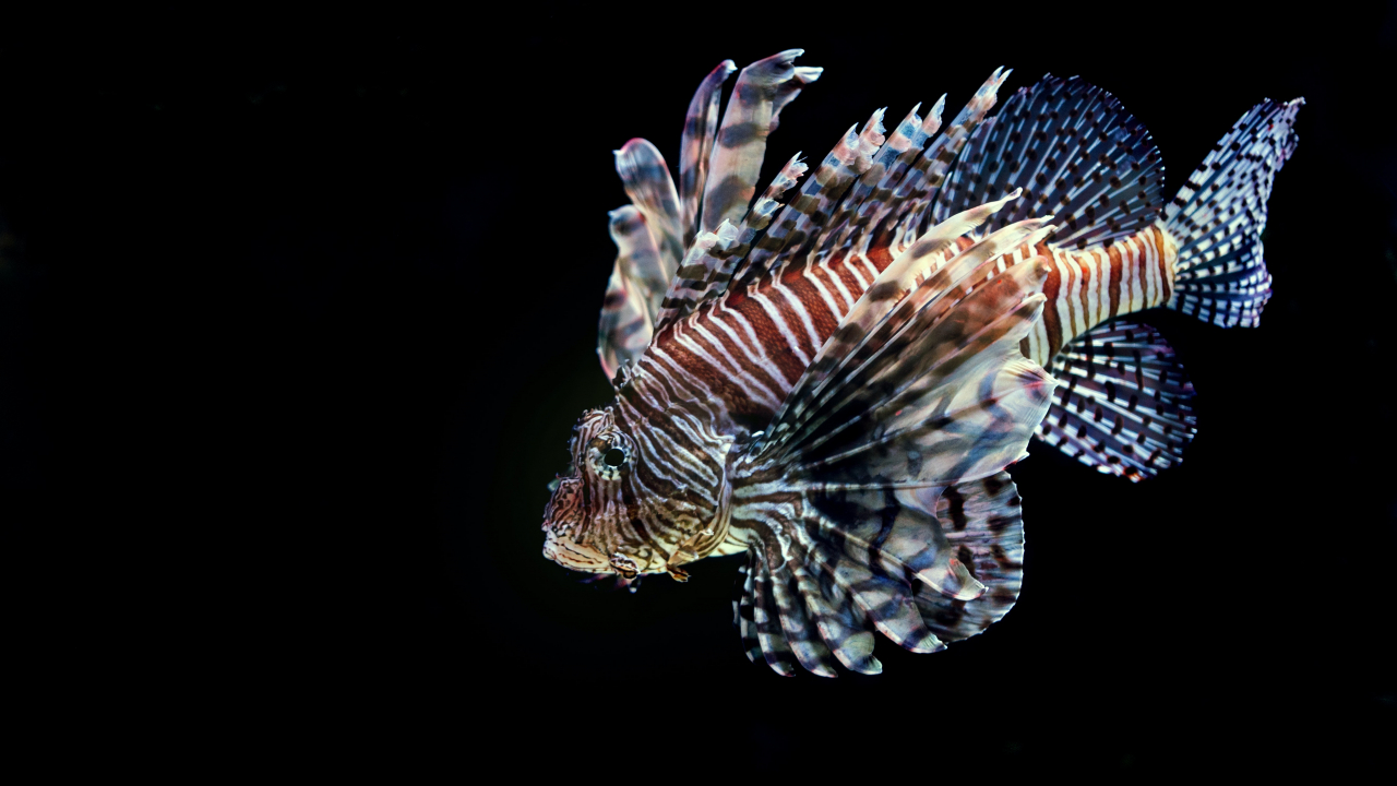 Fish leather clothes could save marine ecosystems from invasive species