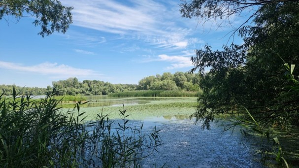 Cinci insule din Delta Dunării, refăcute prin eliminarea speciilor invazive și plantarea arborilor nativi