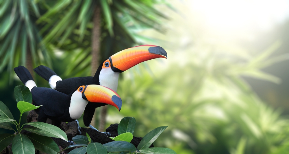 Căldura extremă ne-ar putea lăsa fără păsările tropicale viu-colorate