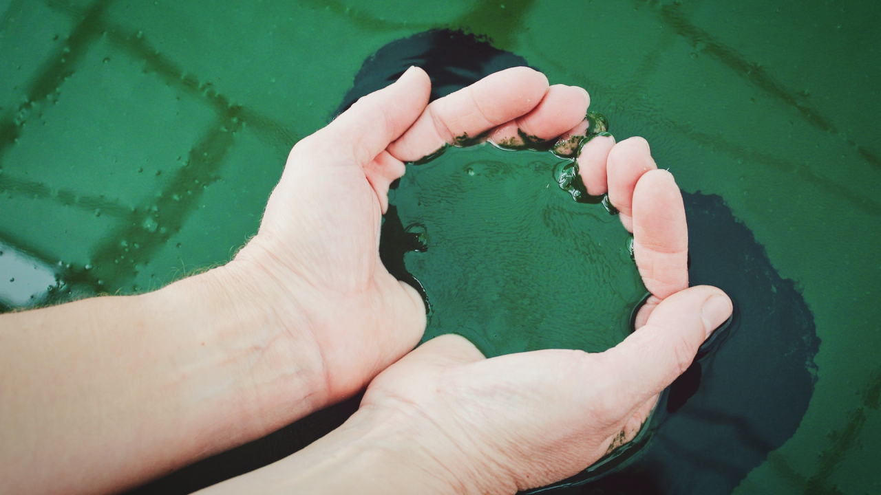 Spirulina poate fi materialul-minune pentru producția sustenabilă de bioplastic
