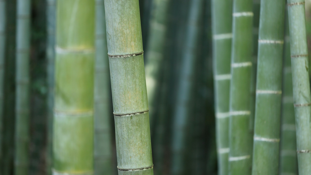 Bamboo, the "carbon sponge" that can help us build a durable future