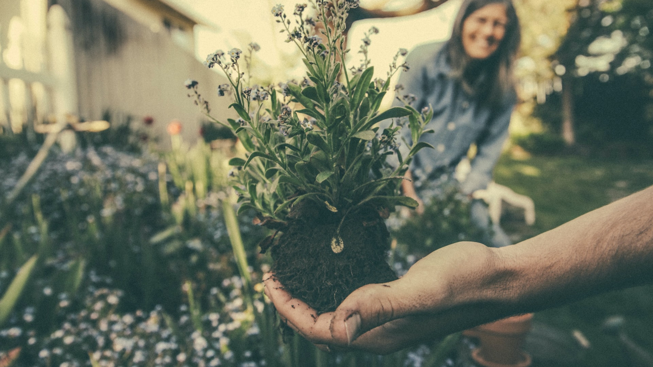 Nature-oriented ways to protect your crops and have healthier yields
