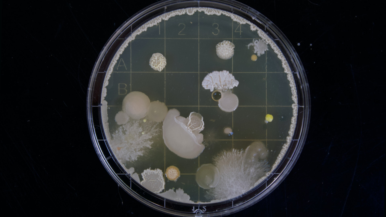 The bacteria that can help us cut on planet-warming methane emissions