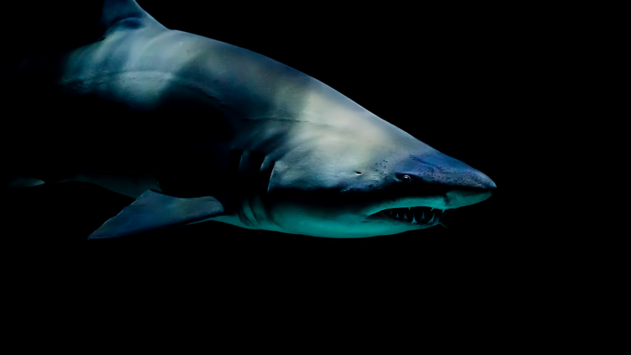 Sharks can teach us how to stay "forever young" and how to live longer