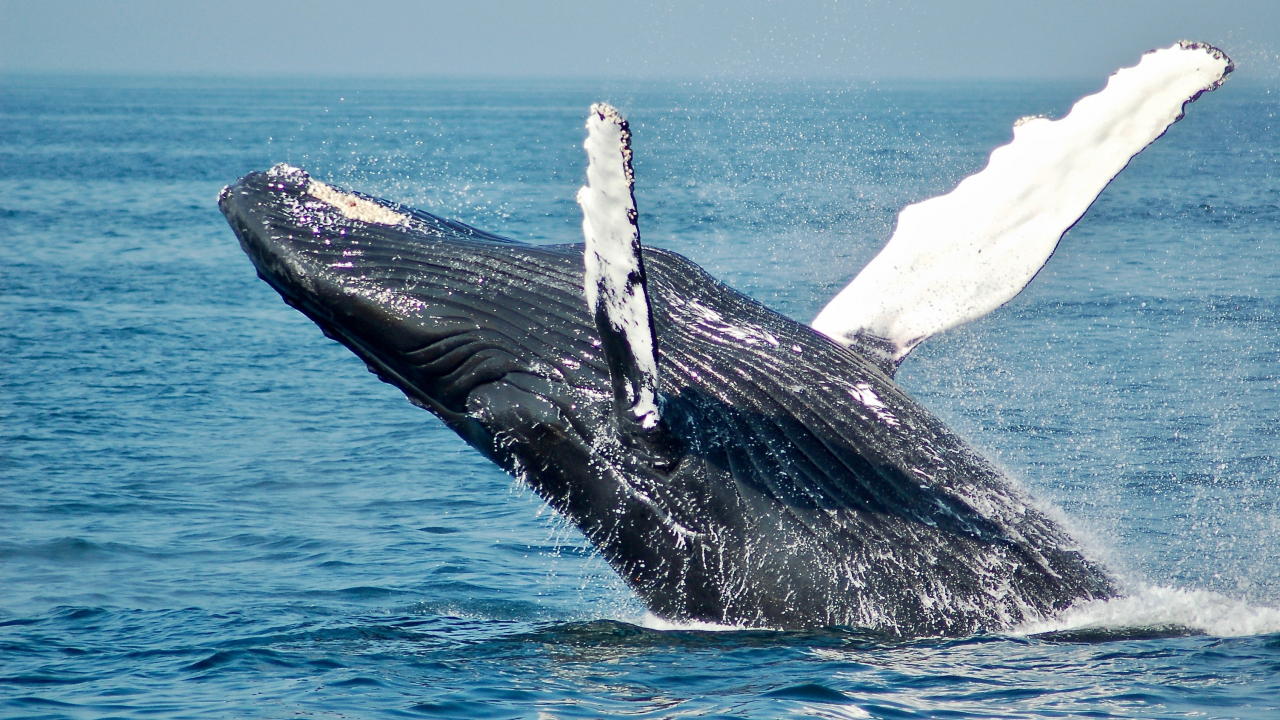 Sound pollution generated by shipping endangers marine animals