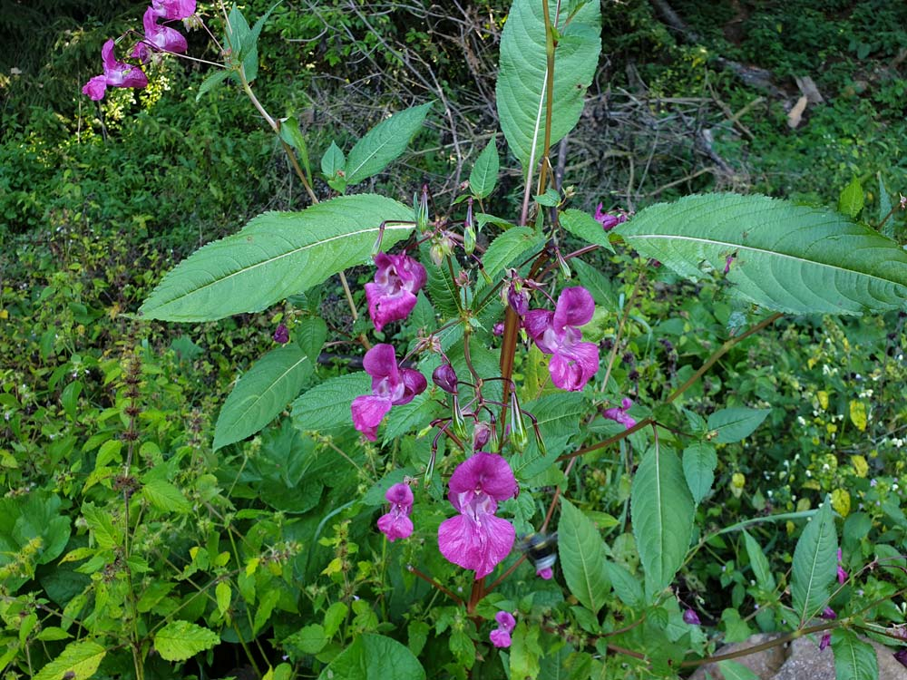 Cât de periculoase sunt speciile de plante străine invazive pentru ecosistemul bio
