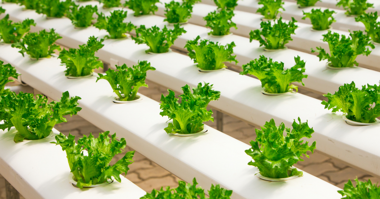 How vertical farms can revolutionize traditional agriculture