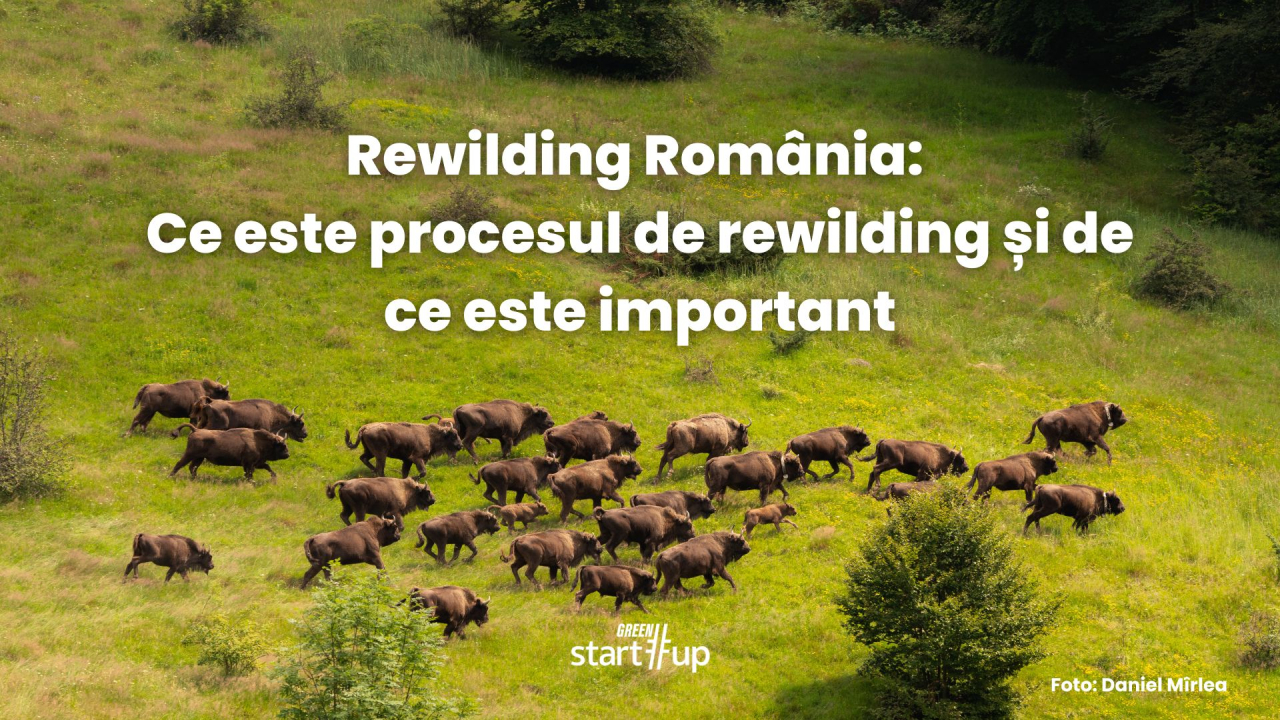 Ce este procesul de rewilding și de ce este important