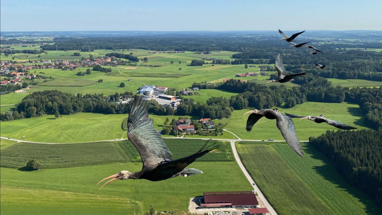 Assisted migration helps scientists bring back extinct species successfully