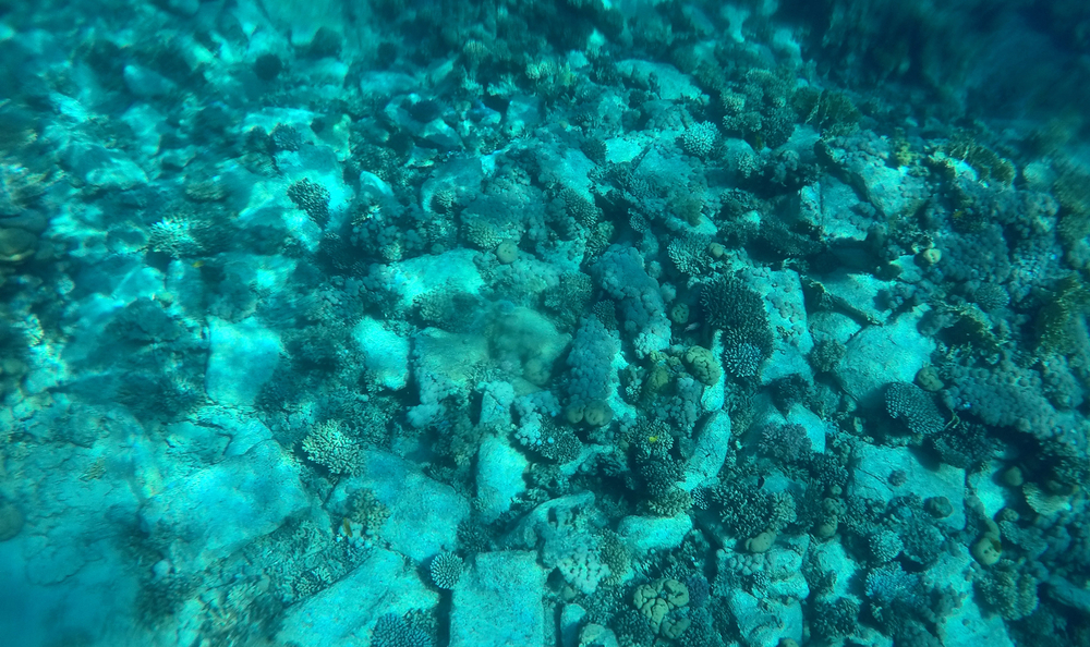 Dronele subacvatice pot ajuta la renașterea vieții maritime
