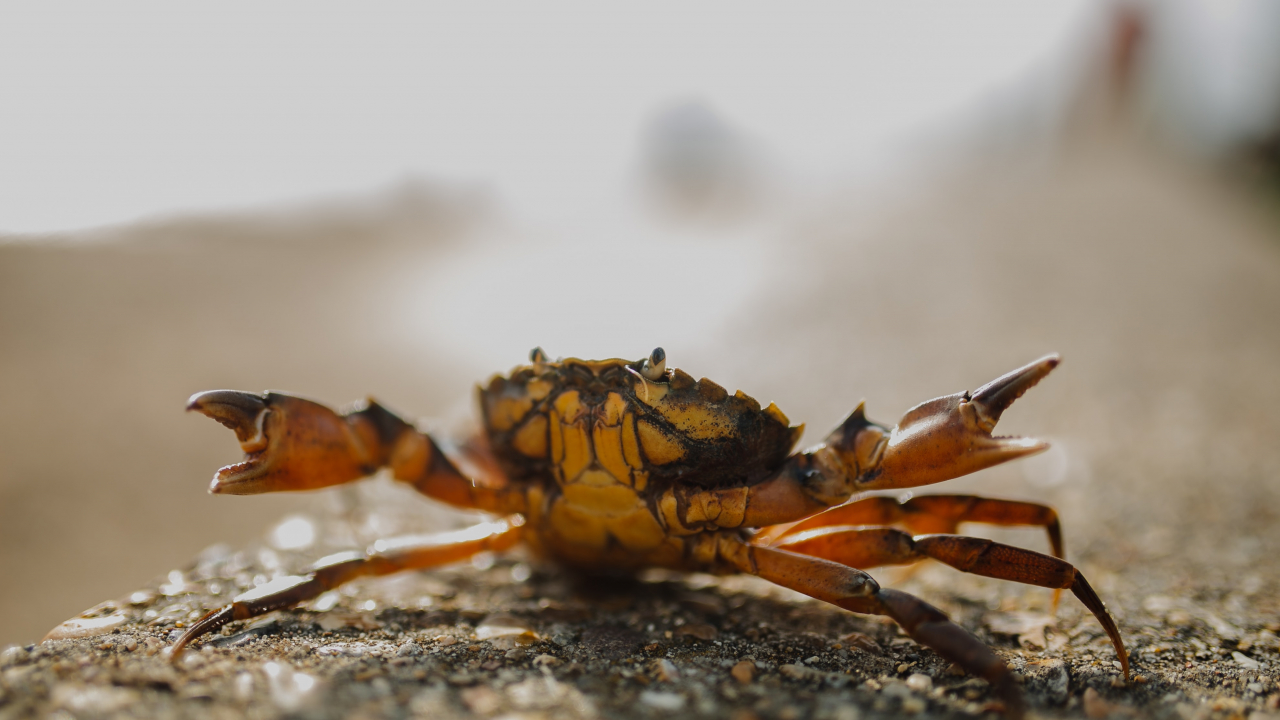 European green crab, turned into whiskey to protect marine ecosystems