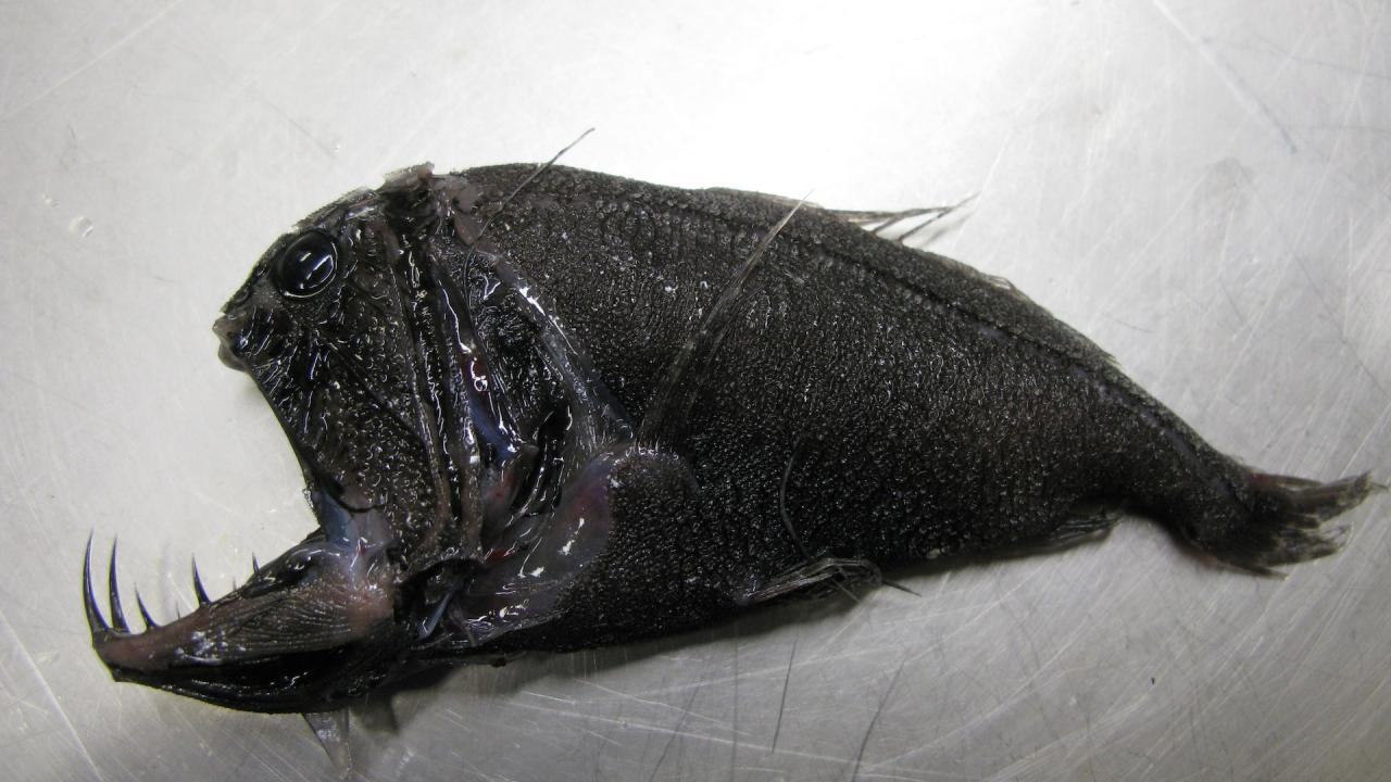 Deep sea-fish species are in danger because of warming oceans