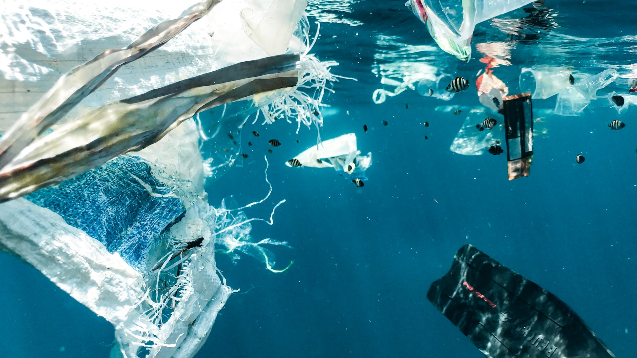 Less plastic on the shelves is the solution scientists propose to lower waste