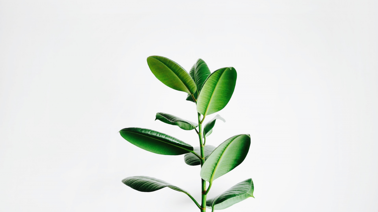 Top 10 “greenest” large companies in the world in 2022