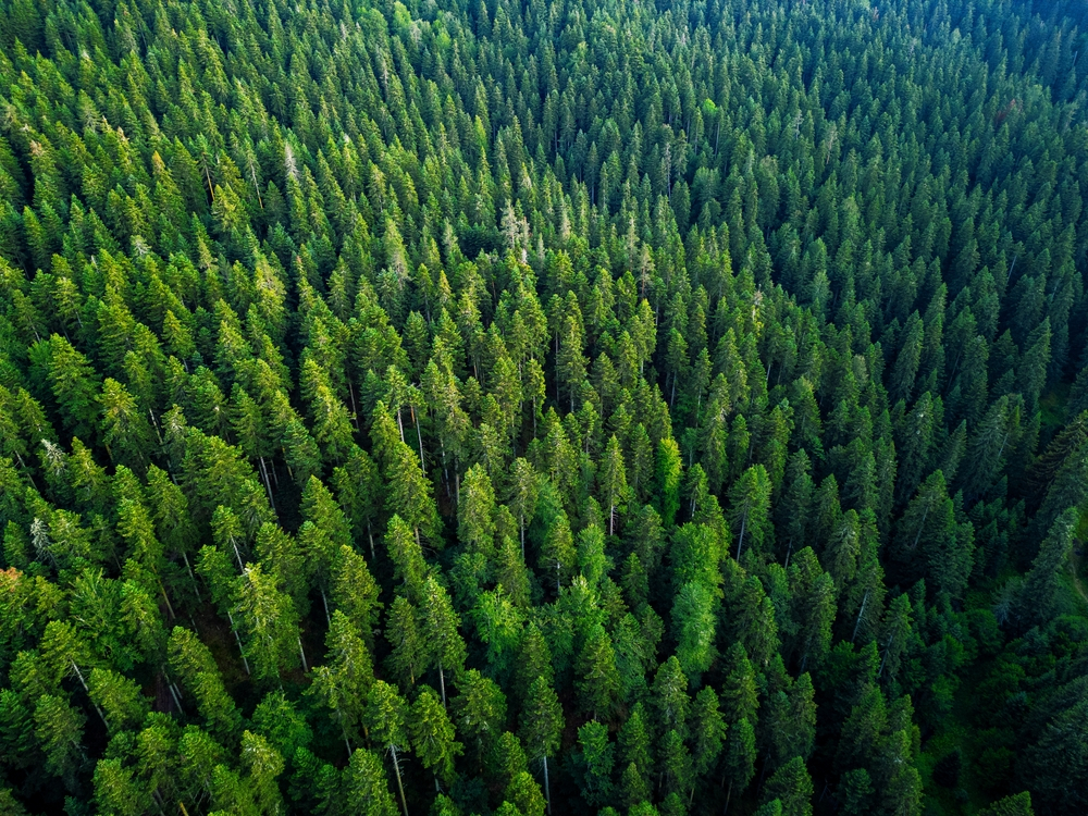 Wildfires and pests threaten the world's forests. Here's how to protect them