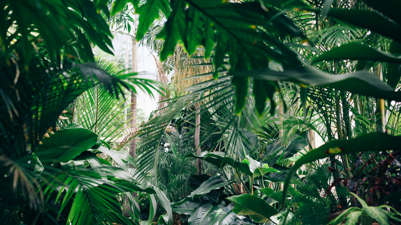 The importance of forests in the context of climate change