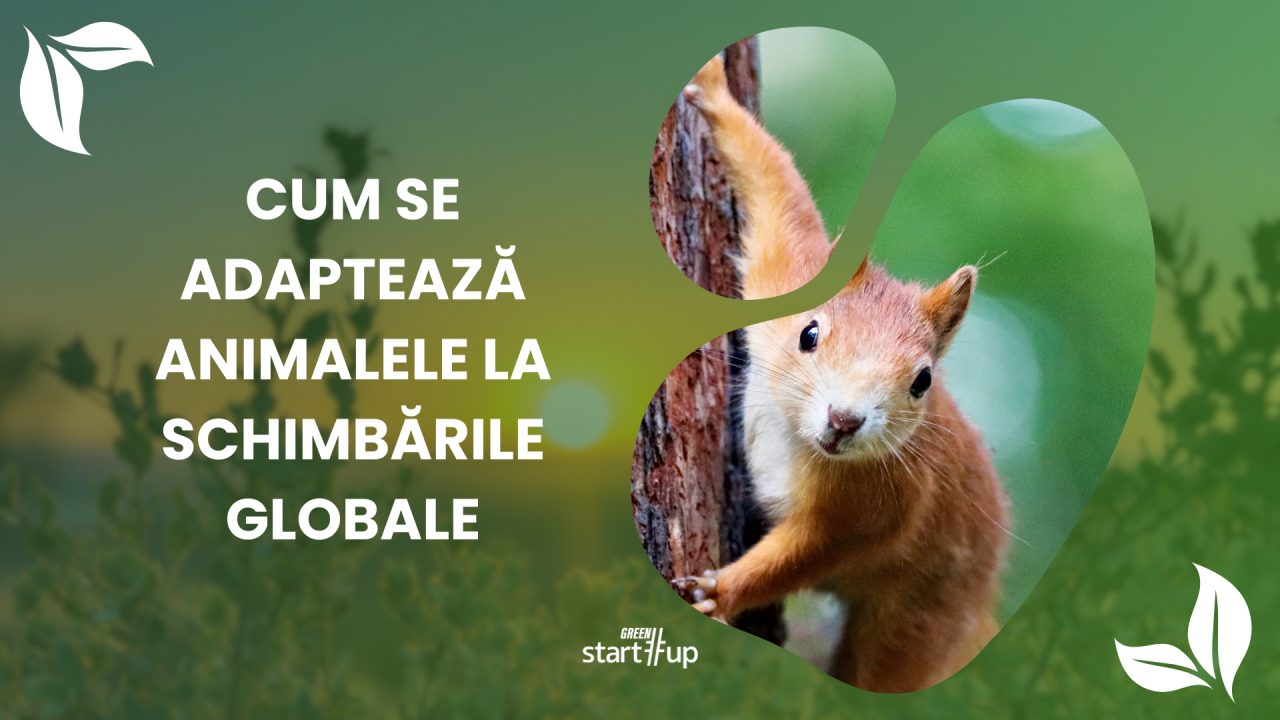 Adaptare climatică: 8 specii de animale care sfidează încălzirea planetei
