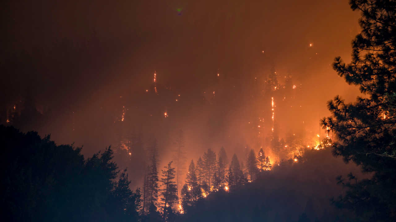 Wildfires continue to threaten wild forests around the world