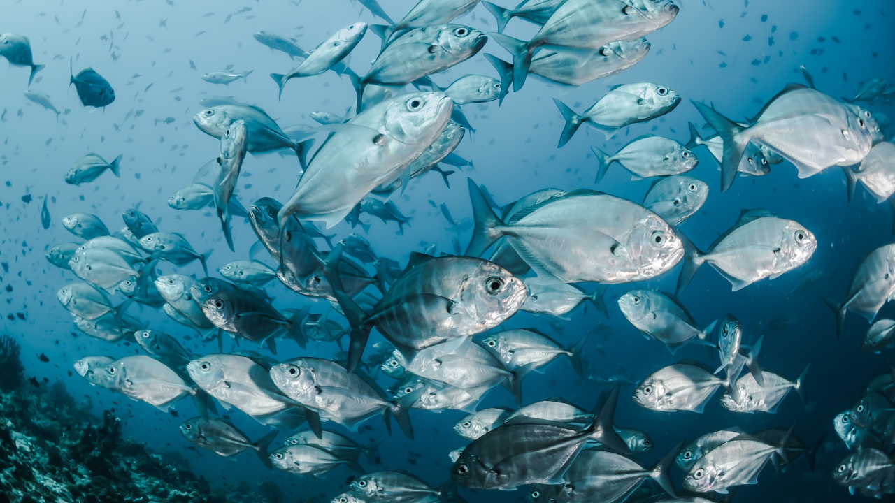 Pollution and heavy industries endanger the world's "blue food" supply