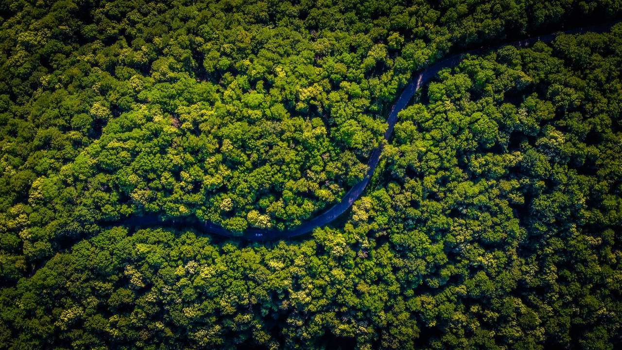 The program that aims to reforest “the lungs of the planet”