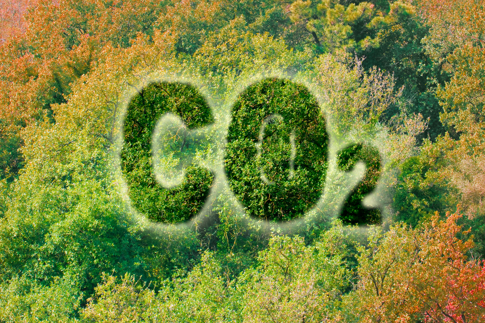 Plantele și copacii își pierd apetitul pentru dioxidul de carbon