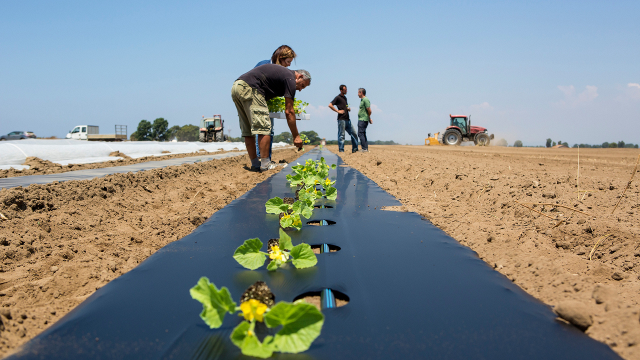 How do microorganisms contribute to make more resource-conserving and climate-friendly products