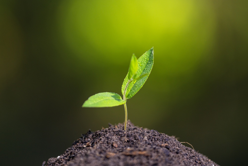 Când vor muri ultimele plante de pe Terra și va dispărea planeta verde?