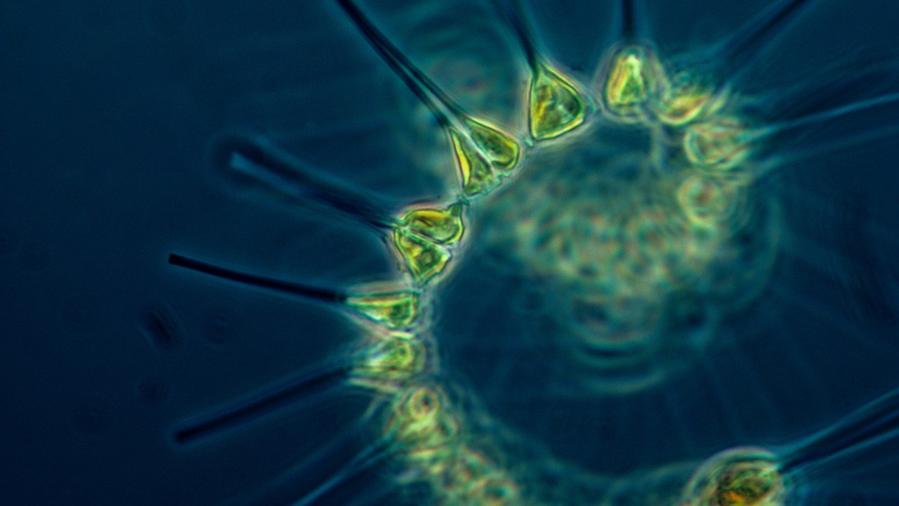 Pigmentul verde din oceane care afectează absorbția de dioxid de carbon
