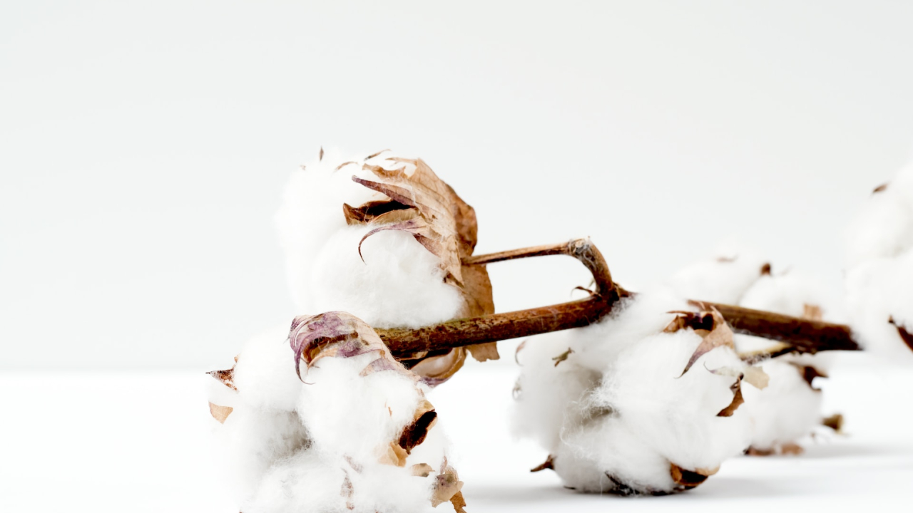 Better Cotton commits to sustainably-sourced and made cotton products