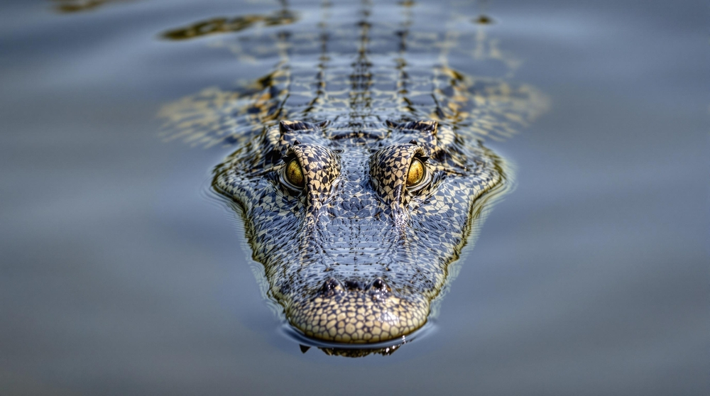 Pielea de crocodil ne poate ajuta să obținem apă potabilă în zone aride
