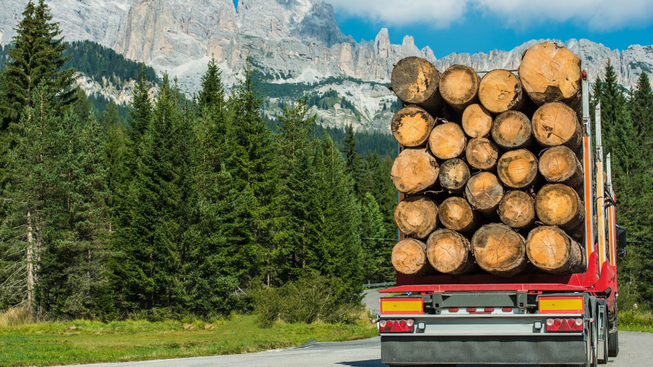Opinie: implementarea regulamentului EUDR în sectorul forestier din România