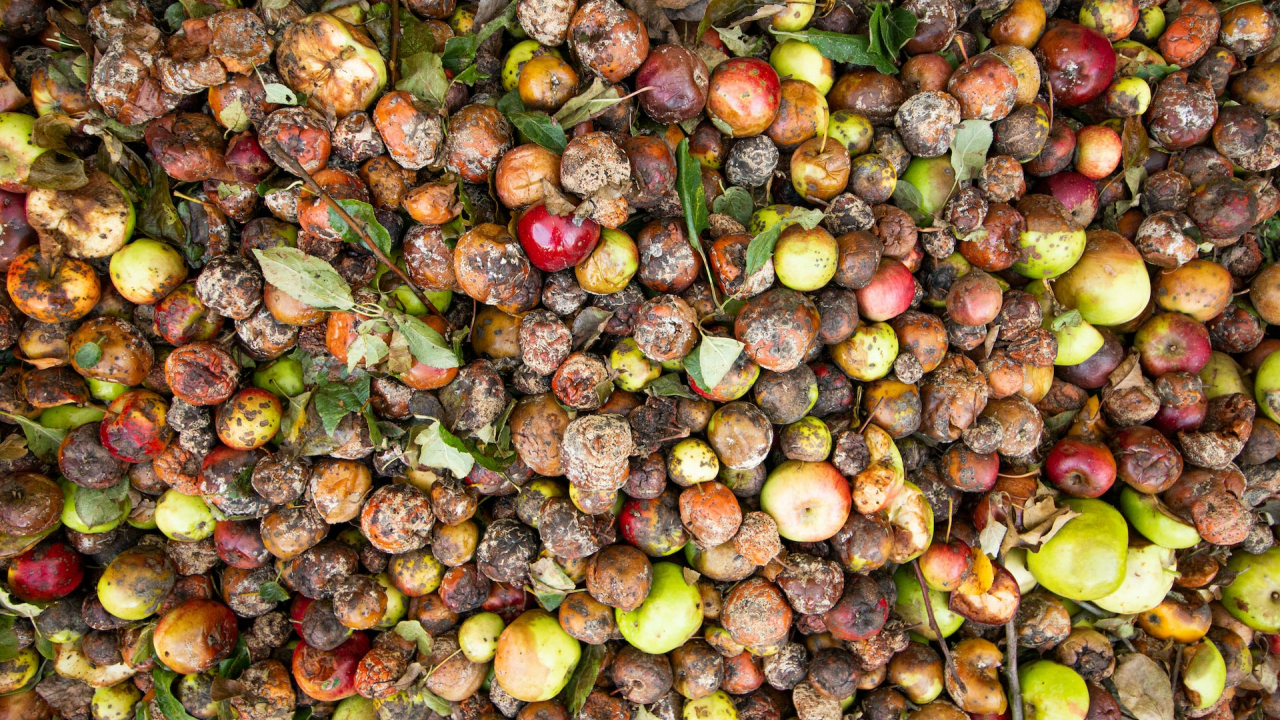 Peste 2,5 mil. tone de alimente, aruncate anual în România. Sfaturi pentru diminuarea risipei alimentare
