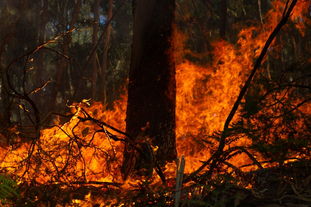 Incendii record în UE, agravate de lipsa pompierilor profesioniști