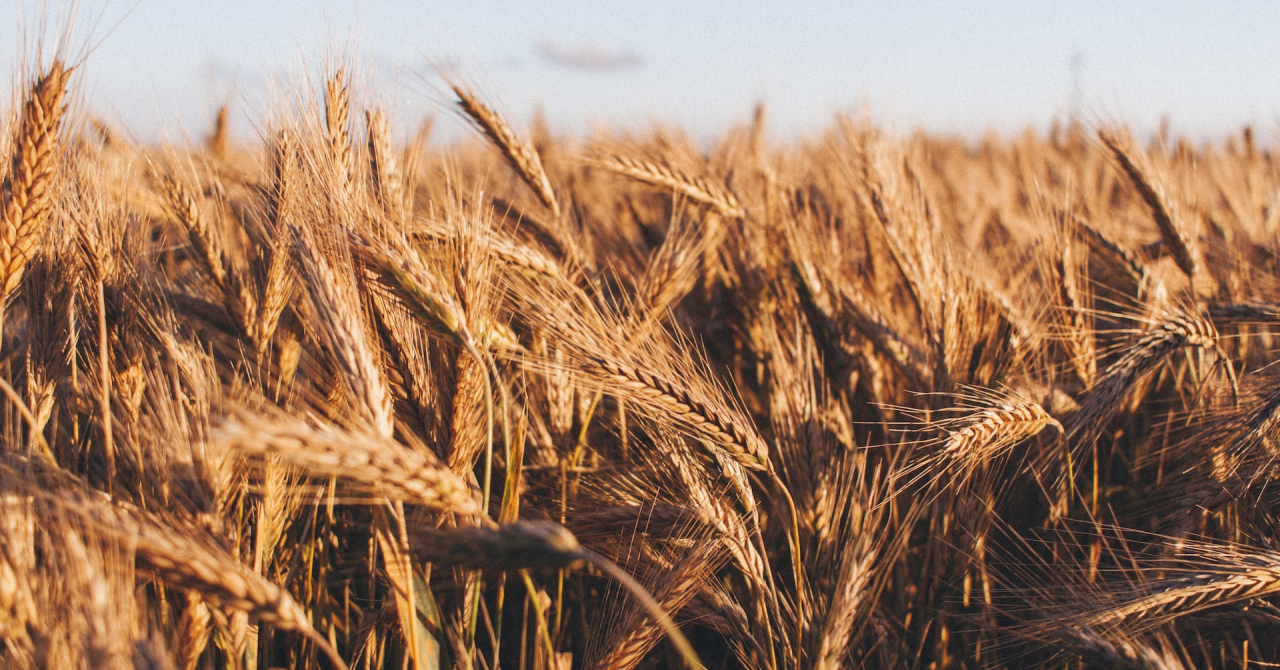 Wheat straws can become our next sustainable source for creating energy. Here's how