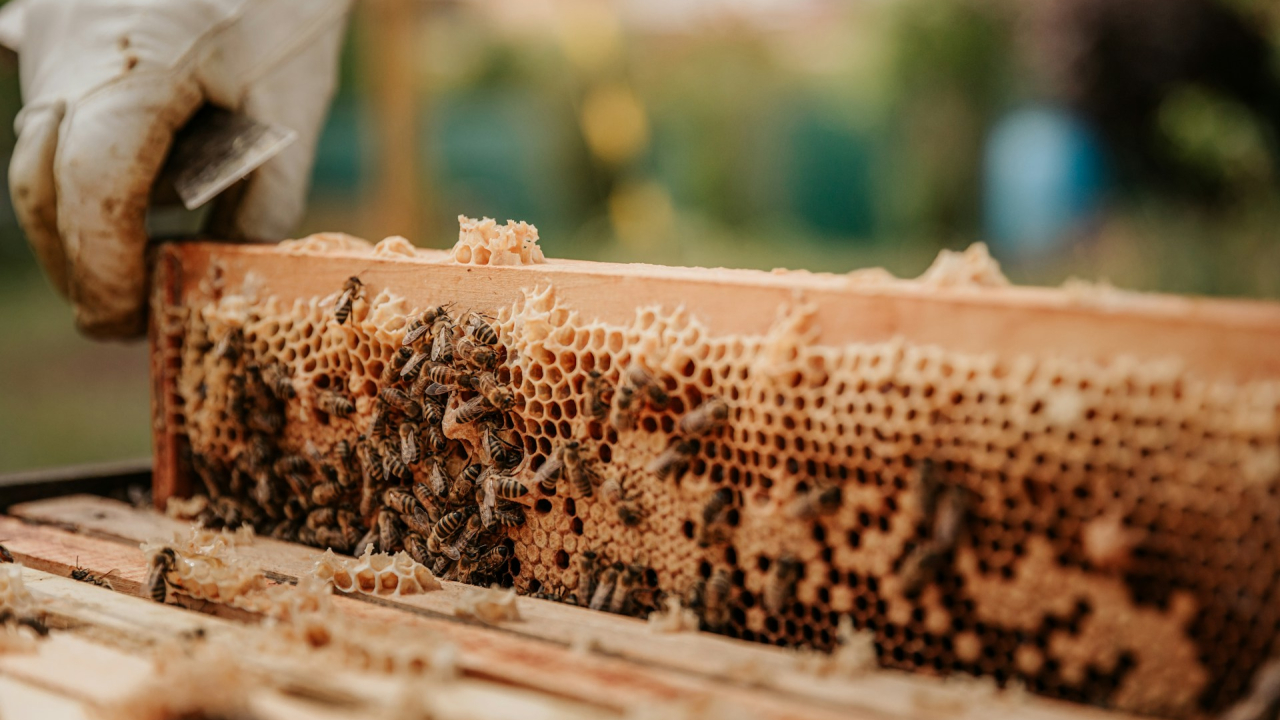 Apicultura urbană poate fi soluția salvatoare pentru dispariția insectelor