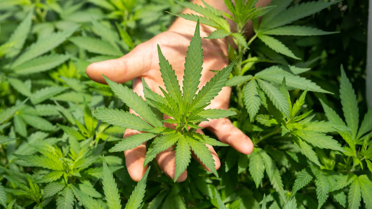 Here's how hemp can help us rapidly reduce carbon emissions from the atmosphere