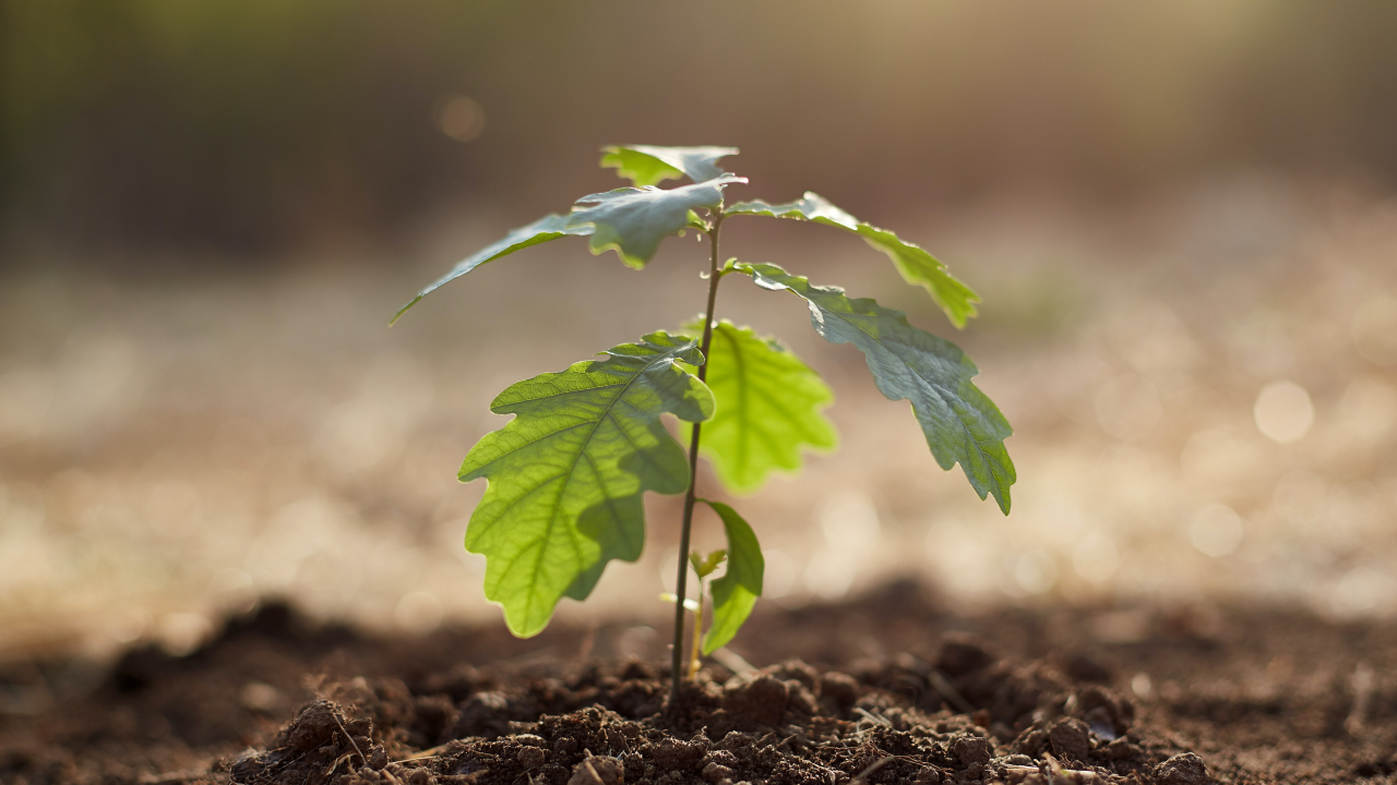 Speedinvest wants to motivate climate-based startups with 80 million euro
