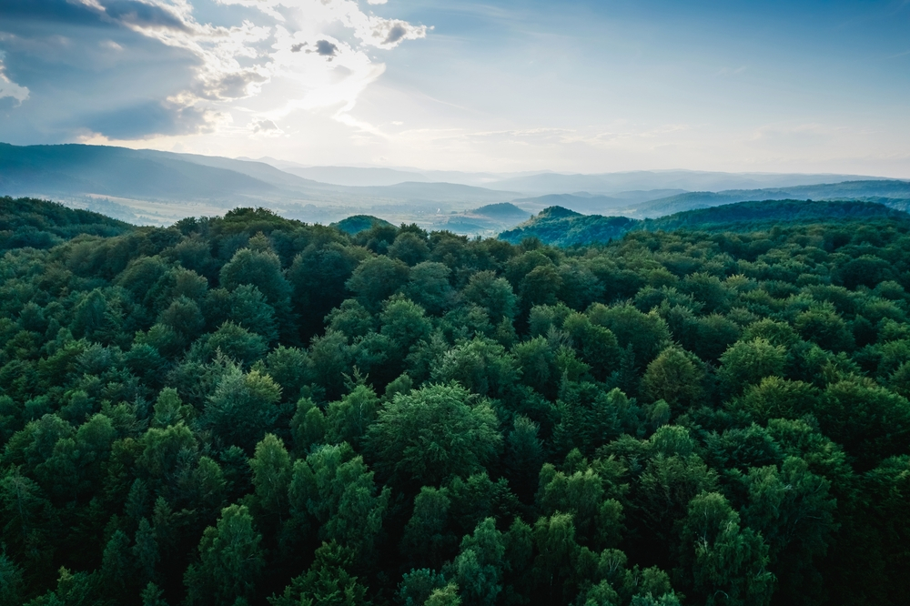 A German investment fund raises $200 mn to support the world's forests