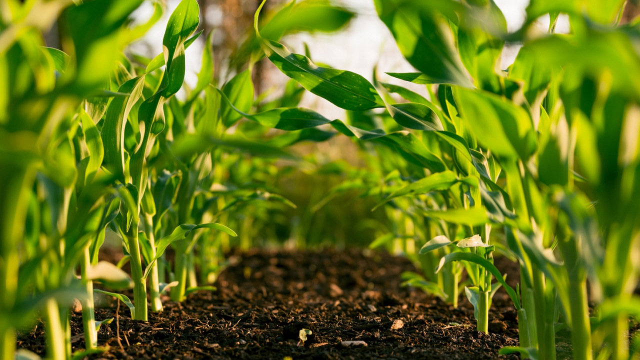 Idei de afaceri ”verzi” – domenii care pot atrage 2.000 mld.$ anual până în 2025